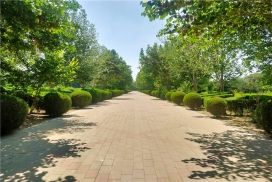 万桐园公墓道路